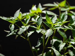 Green organic pot plant. Oriental Asian herbs plant.