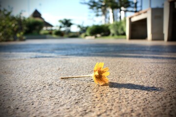 flower on the beach