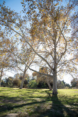 Obraz premium trees in the park