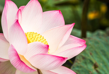 Pink lotus   in pond  , outdoor  Chiangmai Thailand