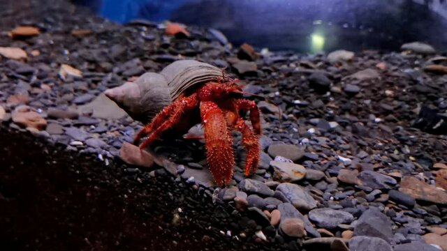 crab in a swirling shell in an aquarium