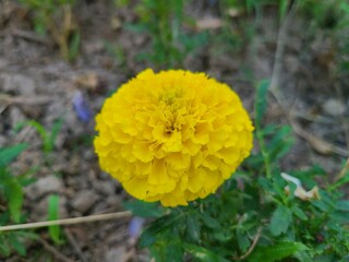 Light yellow flower that opens the morning