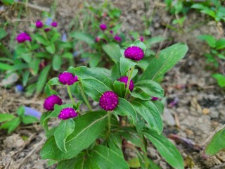 Fototapeta premium A pretty purple flower that opens early in the morning