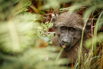 Adorable portrait of young curious Chacma Baboon