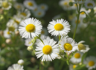 Bellis perennis, the common daisy, is a plant of the family Asteraceae. Small white blossoms with yellow center. Sometimes known also as lawn daisy, English daisy, bruisewort and woundwort.