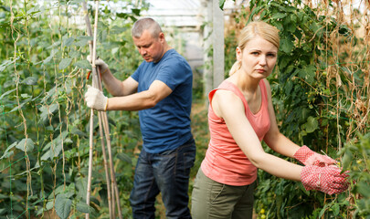 Fototapeta premium Couple of gardeners attentively working with pea seedlings in greenhouse