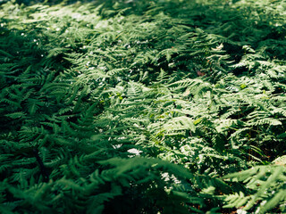Fototapeta na wymiar A green fern growing in the forest. A fern illuminated by the sun