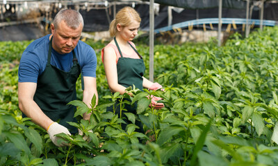 Man and woman horticulturistes arranging vine spinach in hothouse