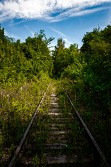Fototapeta premium A line of an abandoned railroad overgrown with trees, bushes and grass.