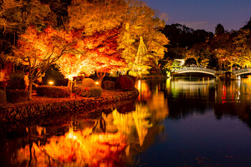 美しいライトアップの紅葉