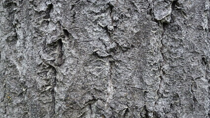 Old tree bark in summer forest