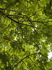 green leaves