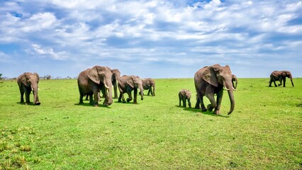 A herd of wild African elephants (Loxodonta africana), including a mother and calf, marches across green plains in the Masai Mara National Reserve in Kenya.