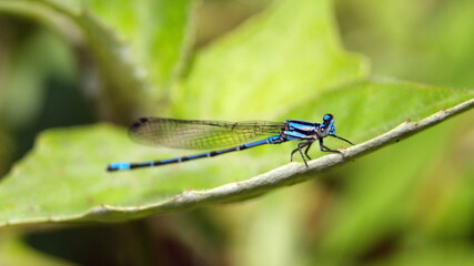 Blue damselfly on a leaf at the Cascada Magica waterfall near El Reventador Volcano, Napo Province, Ecuador