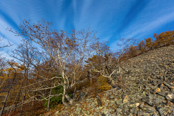 Sikhote-Alin Biosphere Reserve. The rocky slope of Mount Lysaya. A rare autumn forest grows on a kurunnik against the background of a blue sky.