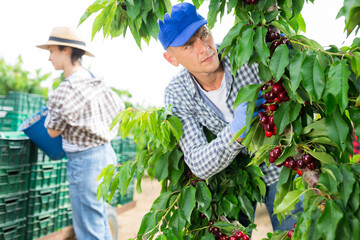 Young man farmer picking red cherries with team of workers in fruit garden