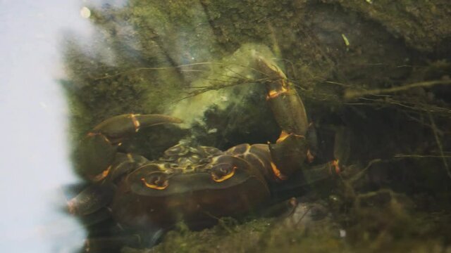 close-up of large crab eating under the water with reflections on surface. Static view