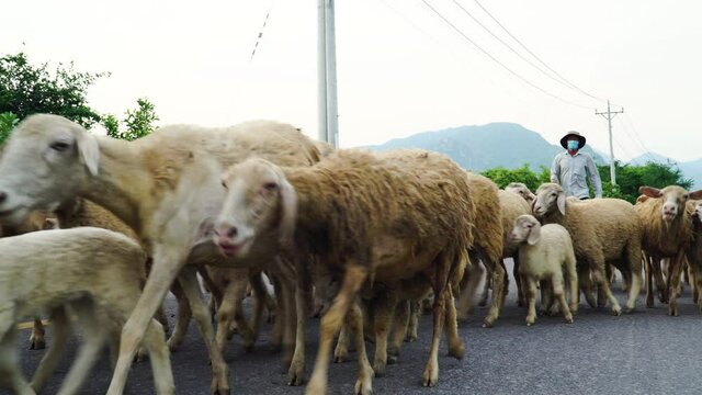 Shepherd with his sheep passing through a country road. Vietnam. Static view