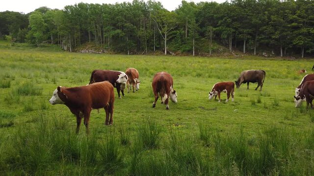 Brown and white cows graze on green field by forest, slow motion