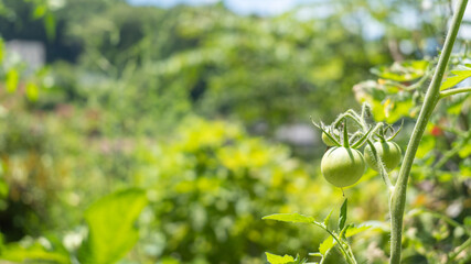 Obraz na płótnie Canvas 未熟な緑色のトマト。家庭菜園。