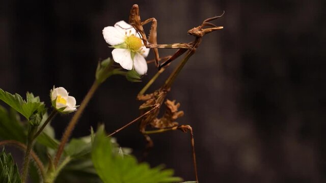 Immobile Praying Manis On A White Flower Waiting To Ambush A Prey, Macro Shot