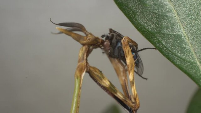Macro Shot, A Praying Mantis Start to Eat A Fly By the Head First