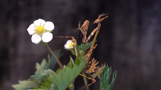 Macro Shot, A Scary Insect Is Devouring A Prey Caught In His Claws