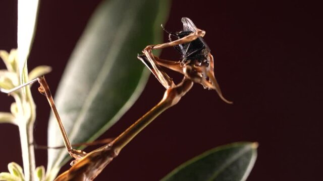 Macro Zoom On a Praying Mantis Eating A Prey, Black Background