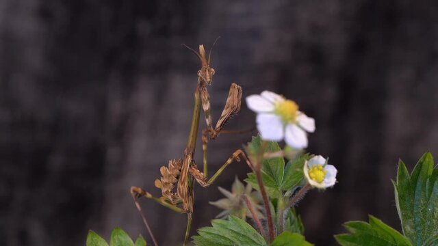 Macro shot of a Praying mantis standing near a white flower, Black Background