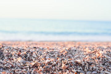 seashells on the background of the sea on the beach. on a bright sunny day. selective focus, bokeh