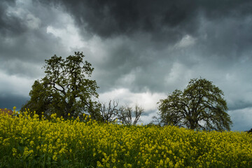 Green flowery Field with Stormy sky California