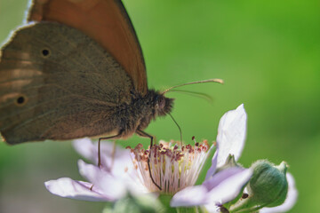 brown butterfly with brown eyes feeds on nectar from a flower on a green background