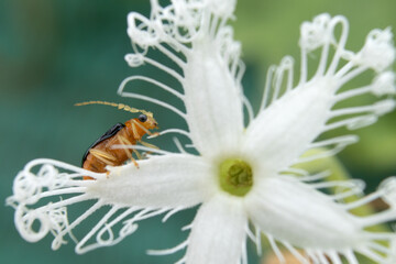 Beautiful insect on white flower