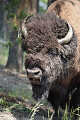 Fototapeta premium A Buffalo in Yellowstone National Park in Wyoming