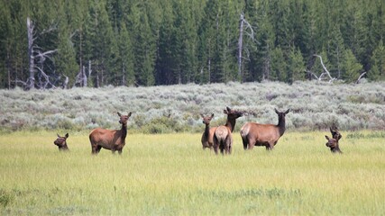 Naklejka na ściany i meble Elk in Yellowstone National Park