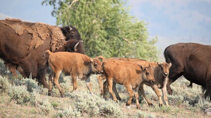 Buffalo Running in Lamar Valley in Yellowstone National Park