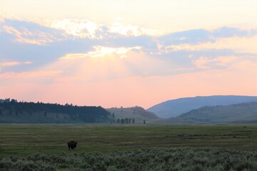 Obraz na płótnie Canvas A Beautiful View of the Sun Setting in Lamar Valley in Yellowstone National Park