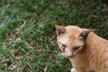 Cat in the garden