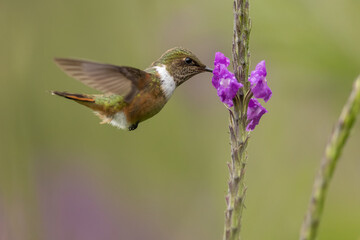 Orangekehlelfe (scintillant hummingbird)
