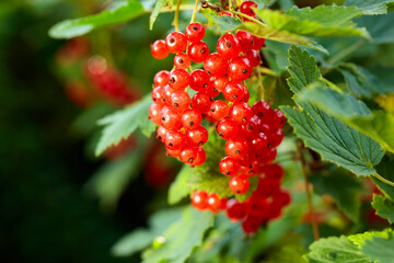 Ripe redcurrant on a branch in the garden.