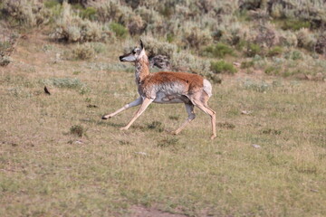 A Female Pronghorn in Yellowstone National Park in Wyoming