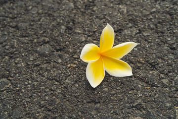 Isolated yellow flower