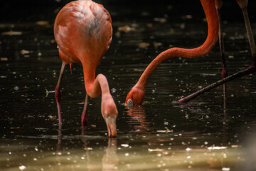 pink flamingo in the water