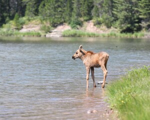 A Baby Moose on the Shore of Fishercap Lake in Glacier National Park in Montana