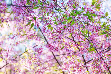 Close up of pink cherry flower blossom on its tree in springtime