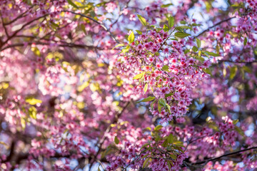 Fototapeta premium Close up of pink cherry flower blossom on its tree in springtime