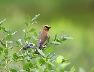 Schilderijen op glas cedar waxing bird standing on blueberry tree branch © nd700