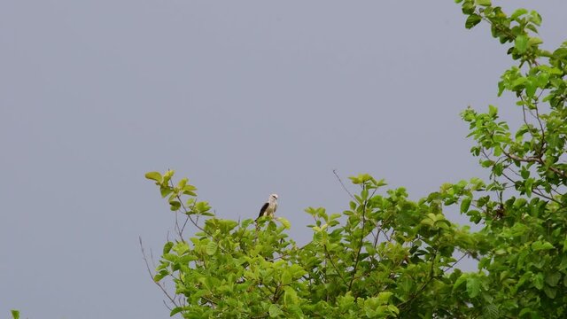 4K footage from a distance an endangered species small raptor Australian Black shouldered kite, seeking for prey on top of the tree, Elanus Axillaris.
