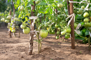 Ecological farm. Green tomatoes are grown on open ground. Unripe green tomatoes on the branch closeup.