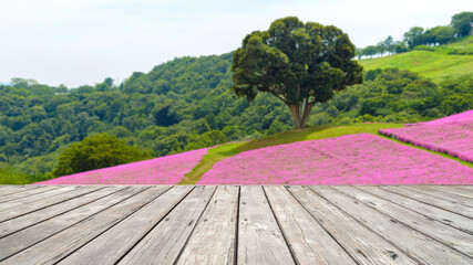 blurry quiet view of big green tree growing alone on the blossoming pink Petunia flowers garden with wooden top table for product display